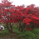 완산-74 Daum카페
