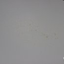 세차프로 디테일링 이미지