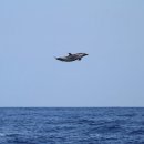 날아라 햄찌 이미지