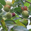 황금이삭 이미지