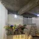 보로하 이미지