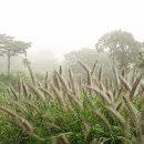 아침향기 이미지