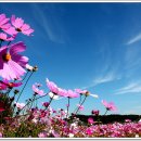 코스모스 이미지