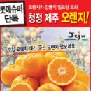제주오렌지 이미지