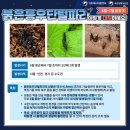 중권 | 서울 여행 전 필수 확인! 러브버그 지도·출몰 시기·대처법 총정리