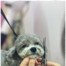 애견지몽 이미지