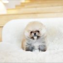 고려애견샵 이미지