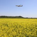 하늘6(유채밭) 이미지