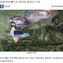 해달이랑 수달 차이점을 공부해봤어 이미지