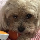 미미까까 이미지