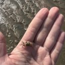 하나개해수욕장 | 인천 무의도 전망좋은 오션뷰 카페 <카페뮈>, 하나개 해수욕장 후기