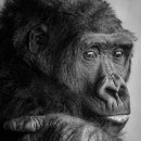 고양이집사 이미지