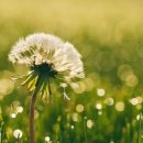 민들레 이미지