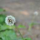 신트리공원 이미지