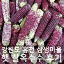 삼생정보화마을 | 홍천 삼생마을 냉동 진공포장 햇 찰옥수수 후기