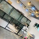 리틀마이펫 이미지