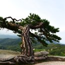 소나무동산 이미지