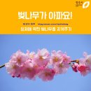 무심천 벚나무길 이미지