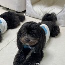 그르르 | 강아지 옷 추천, GRR 그르르 팝도트top 후기