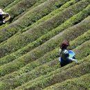 보성녹차닷컴 이미지