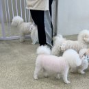 브리앙뜨 | [김해 율하] 브리앙뜨애견카페, 애견유치원, 애견호텔, 애견놀이방, 실내애견카페