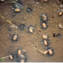 성보골드 이미지