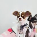 더 펫 애견샵 이미지