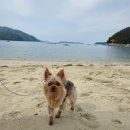 거제 덕원해수욕장 아담하고 고운 모래 강아지 산책 후기