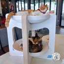 고로고로펫 | 고양이 스크래쳐 튼튼한 2층 침대 고로고로