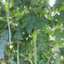 세종로237번길 이미지