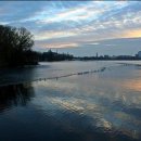 코리아 애견 이미지