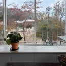 라메종 | [경기/파주] 애견동반 브런치맛집으로 괜찮지만, 정원은 아쉬웠던 라메종모네 솔직후기