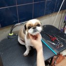 윤애견미용 이미지