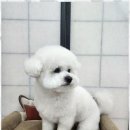 오늘도예쁘개 | 강아지미용실 강아지가 행복해지는 공간, 오늘도예쁘개 후기