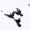 나잡아바라 이미지