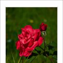 호수공원11로 이미지