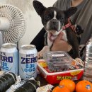 고운채 스테이 이미지