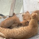 품안농장 이미지