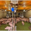 제주흑돼지 이미지