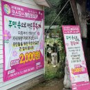여수잡곡영농조합법인 | 경남 가볼만한곳 하동 북천 코스모스 메밀꽃 축제