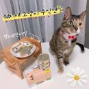 브이알에스 | 고양이 주식캔 추천 쉐지애 습식 급여 후기
