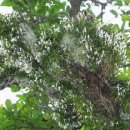 풍란, 건강하게 키우기 이미지