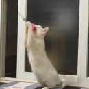 순화 이미지