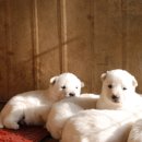 산들 강아지 이미지