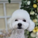 우리동네 펫샵 이미지