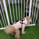 개바라기 | 대구 애견호텔 유치원 추천 : 강아지들을 위한 놀이터 개바라기 방문후기