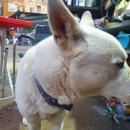 삼멍삼냥 이미지