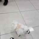 웰니스동물병원(롯데월드점) 이미지