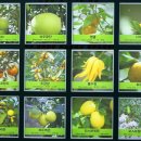 감귤박물관 이미지