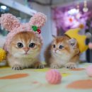 캣프렌즈 이미지